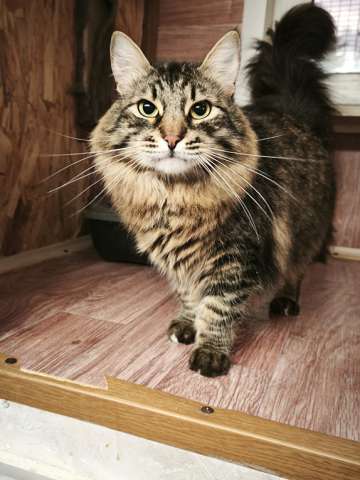 Энергичный крупный кот Марио в большую семью