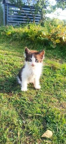 Маленький котёнок Тëма ищет дом Маленький котёнок Тëма ищет дом