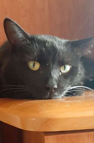 Одинокий кототерапевт желает познакомиться.