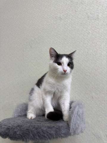Кошка Милка ищет дом! Кошка Милка ищет дом!