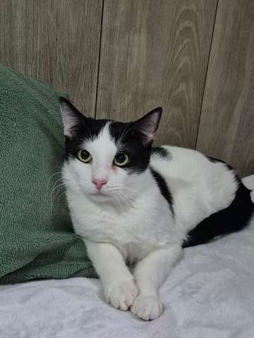 Котик Братик в добрые руки Котик Братик в добрые руки