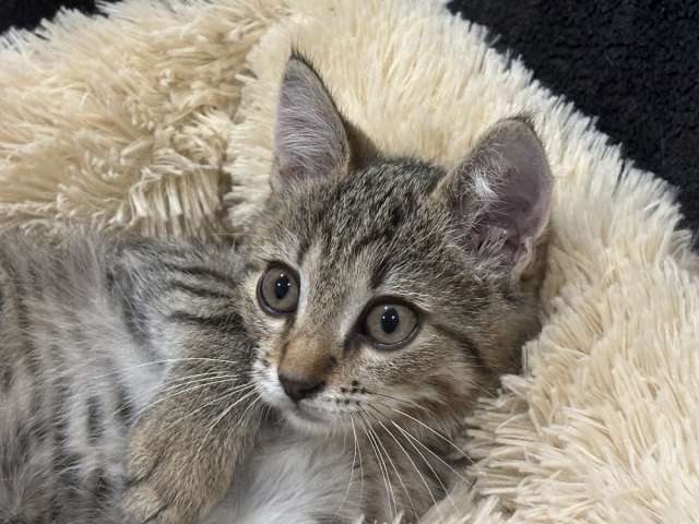 Микки-котенок мечты для вашей семьи! Микки-котенок мечты для вашей семьи!
