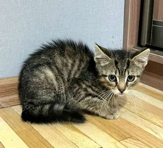 Полосатый мальчишка ищет родной дом