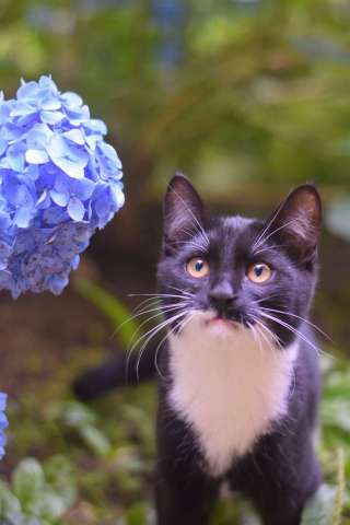Обаятельный котенок Кузьма в добрые руки! Обаятельный котенок Кузьма в добрые руки!