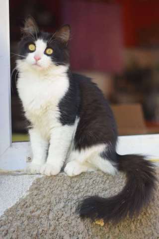 Шикарный котенок Хвост в добрые руки! Шикарный котенок Хвост в добрые руки!