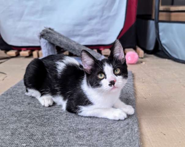 Смешной котёнок Коржик с мухой на носу ищет семью!