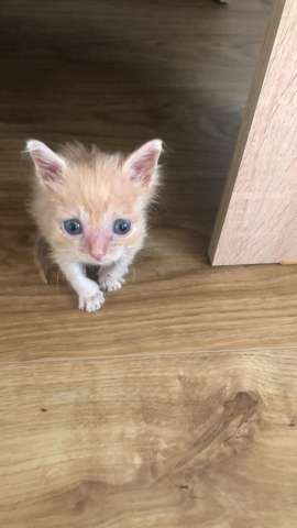 Рыжий котенок в добрые руки