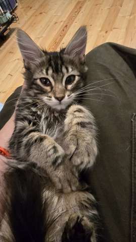 Котята: ярко-рыжий, метис мейн-куна и русской голубой в дар Котята: ярко-рыжий, метис мейн-куна и русской голубой в дар