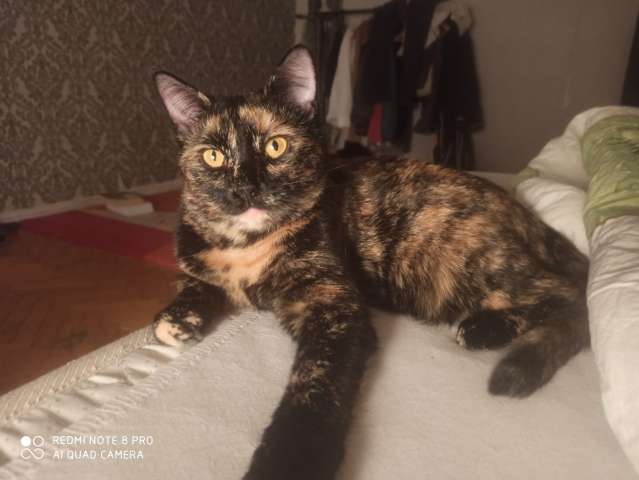 Чешуйчатая черепаха кошка Мила в дар Чешуйчатая черепаха кошка Мила в дар