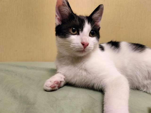 Котенок-девочка Шанти в добрые руки Котенок-девочка Шанти в добрые руки