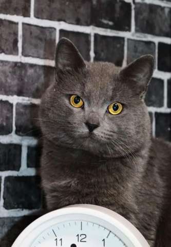 Кот ищет семью Кот ищет семью