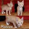 Мальчики котята в дар