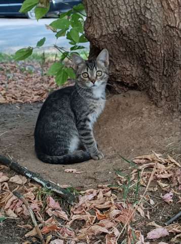 Ищут дом трое котят.