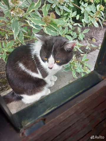 Котик Тёма ищет дом