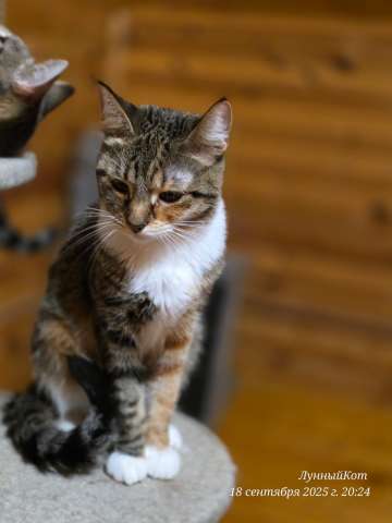 Кошечка Триша