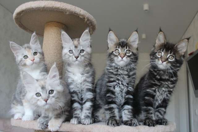 Котята мейн-кун!