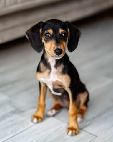 Очаровательная девочка Зиппи  готова к переезду в новый дом. Очаровательная девочка Зиппи  готова к переезду в новый дом.