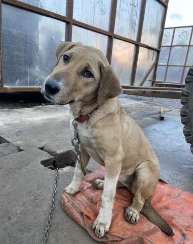 Самый ласковый щенок метис лабрадора Веста в дар