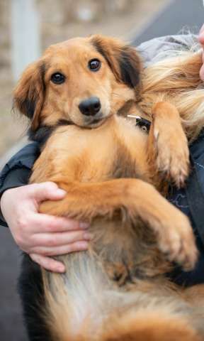 Небольшая собачка Аля в добрые руки Небольшая собачка Аля в добрые руки