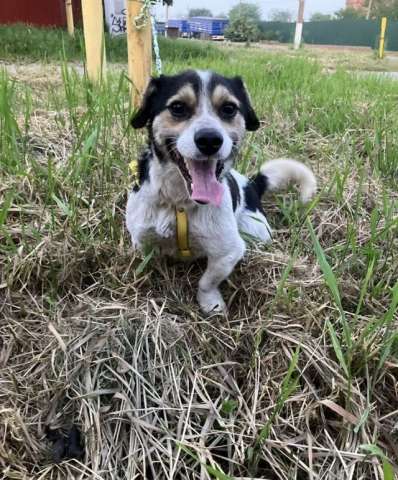 Коротколапик Рони - метис джек рассела ищет дом! Коротколапик Рони - метис джек рассела ищет дом!