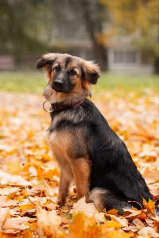 Соня в поисках семьи. Соня в поисках семьи.