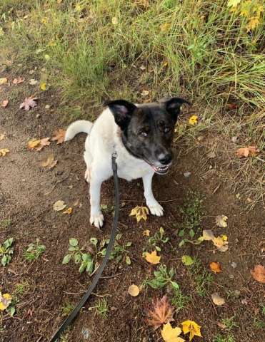 Шарлотта ищет дом Шарлотта ищет дом