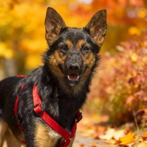 Чипа, 1 год - энергичная, забавная и очень домашняя собака! Чипа, 1 год - энергичная, забавная и очень домашняя собака!