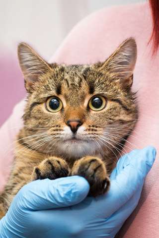 Лучший друг на все времена – кошка Ксения в добрые руки Лучший друг на все времена – кошка Ксения в добрые руки