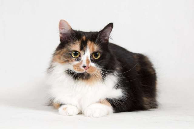 Ласковая пушистая трёхцветная кошка Ксюша