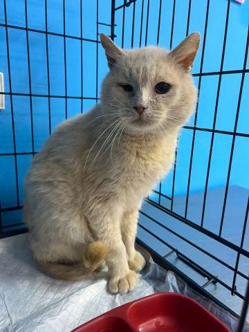 Котик срочно ищет дом или передержку! Котик срочно ищет дом или передержку!