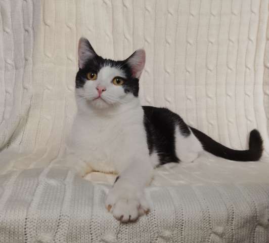 Котик Лаврик ищет дом! Котик Лаврик ищет дом!