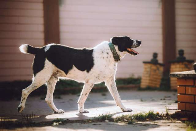Алабай Чегет в добрые руки