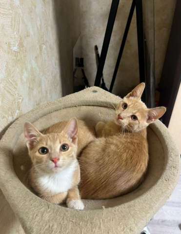 Очаровательные тигрята Рон и Гермиона в поисках дома! Очаровательные тигрята Рон и Гермиона в поисках дома!