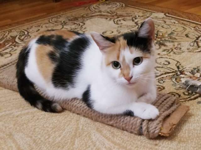 Трёхцветочка на счастье в добрые руки Трёхцветочка на счастье в добрые руки