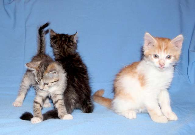 Красивые котята в дар Красивые котята в дар