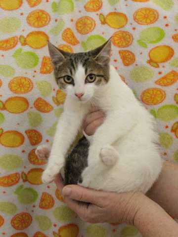 Добрый ласковый котеночек Степочка Добрый ласковый котеночек Степочка