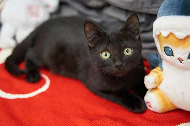 Чёрные котята-малыши Оникс и Отелло в добрые руки Чёрные котята-малыши Оникс и Отелло в добрые руки