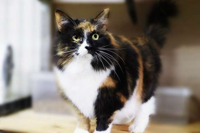 Дашка в поисках семьи Дашка в поисках семьи