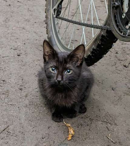 Выбросили черного котёнка! На улице погибнет Выбросили черного котёнка! На улице погибнет