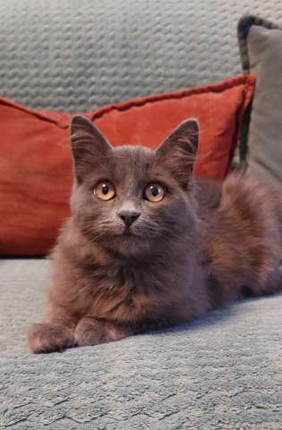 Красивая пушистая кошечка-подросток Красивая пушистая кошечка-подросток