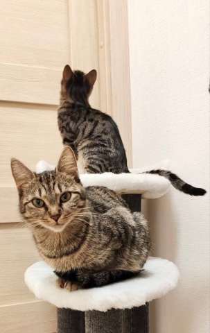 Зена и Кета в добрые руки Зена и Кета в добрые руки