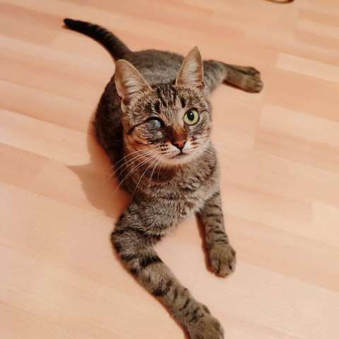 Кошка Бусинка ищет дом! Кошка Бусинка ищет дом!