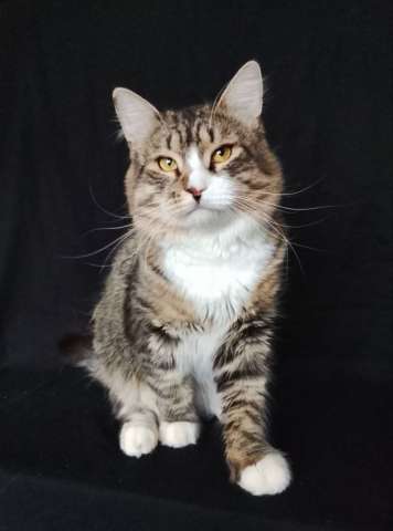 Котик Рафаэль ищет дом!