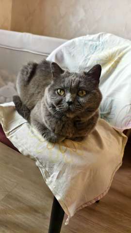 Кошечка Фиса ищет себе дом. Кошечка Фиса ищет себе дом.