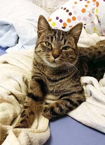 Малыш котопёс-компаньон Фёдор в добрые руки Малыш котопёс-компаньон Фёдор в добрые руки