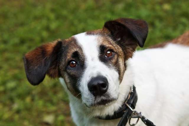 Познакомьтесь с невероятно спокойным и умным Арни! 