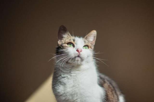 Очаровательная Ария ищет дом. 