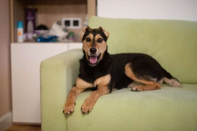 Молли ищет дом и человека, с которым будет делить каждое счастливое мгновение! Молли ищет дом и человека, с которым будет делить каждое счастливое мгновение!