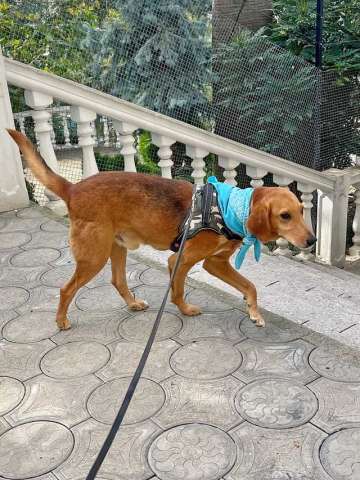 Добрый, нежный песик Рыжулик, метис Русской Гончей в дар