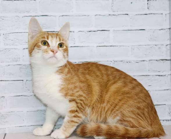 Солнышко Розачка ищет семью Солнышко Розачка ищет семью